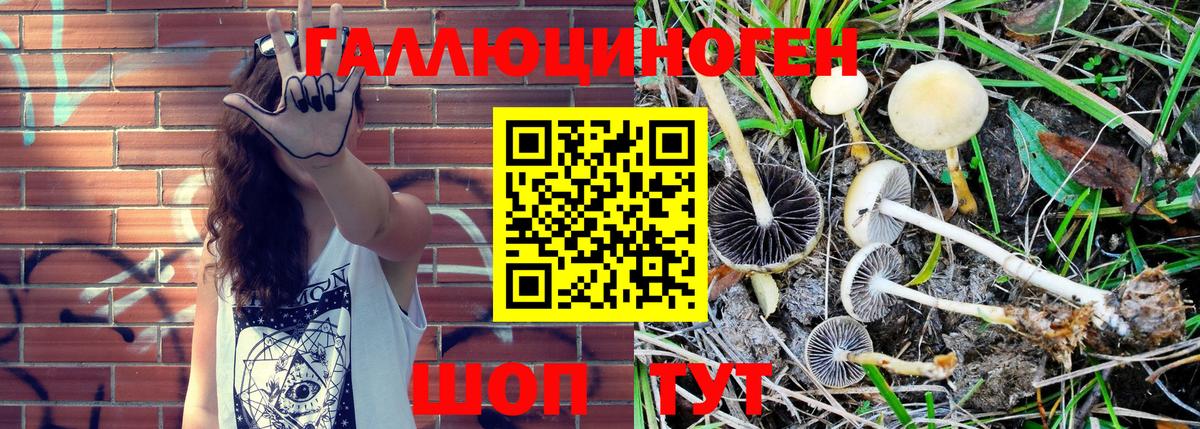 Галлюциногенные грибы Psilocybe  Вход с VPN  Красноуфимск 